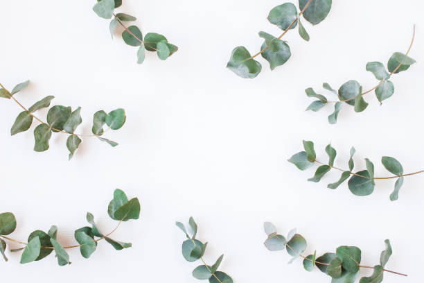 istock Eucalyptus. Frame made of eucalyptus branches. Flat lay, top view 664928454