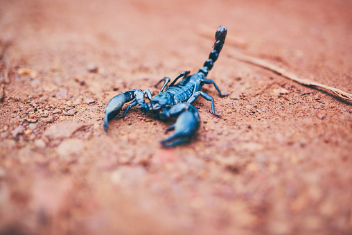 High angle shot of a black scorpion on the forest floor