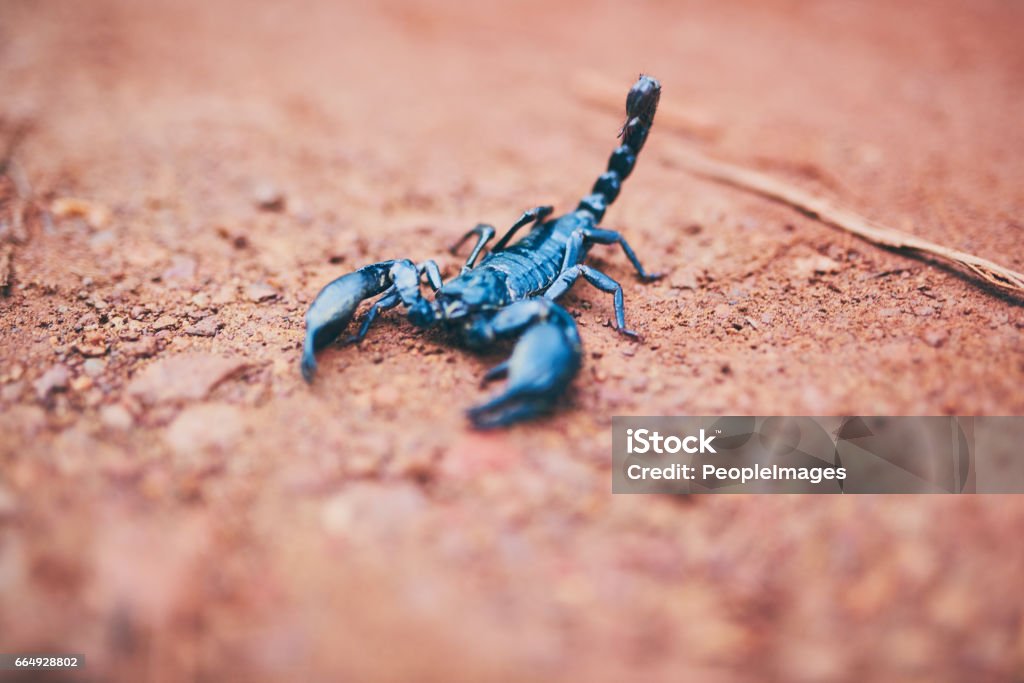 Don't be fooled by my size High angle shot of a black scorpion on the forest floor Scorpion Stock Photo