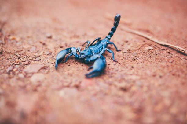 Don't be fooled by my size High angle shot of a black scorpion on the forest floor scorpio stock pictures, royalty-free photos & images