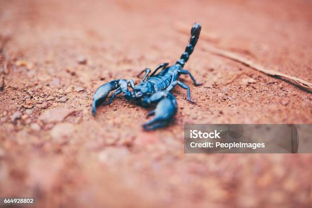 Dont Be Fooled By My Size Stock Photo - Download Image Now - Scorpion, Scorpio, Black Color