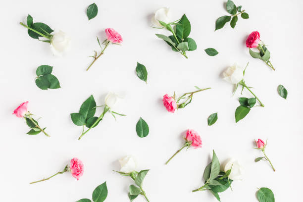 istock Pattern made of fresh rose flowers. Flat lay, top view 664931050