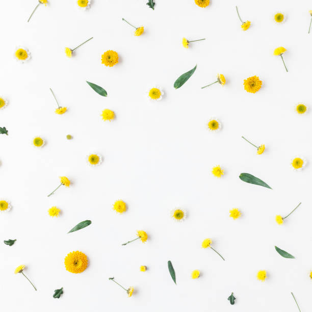 istock Frame made of yellow flowers on white background. Flat lay 664931650