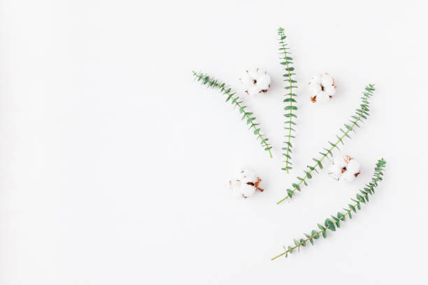 istock Fresh eucalyptus branches and cotton flowers. Flat lay, top view 664931788