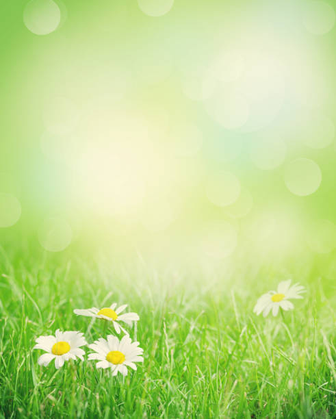 istock Chamomile flowers on grass field 664934690