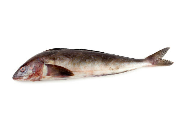 istock Sea bass 664935456