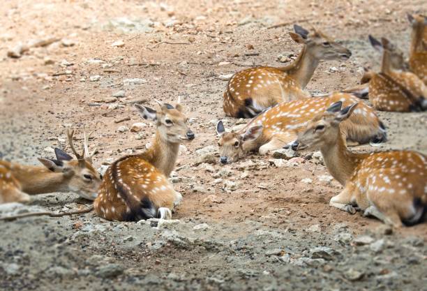 istock Group Of Deers In The Park 664937692