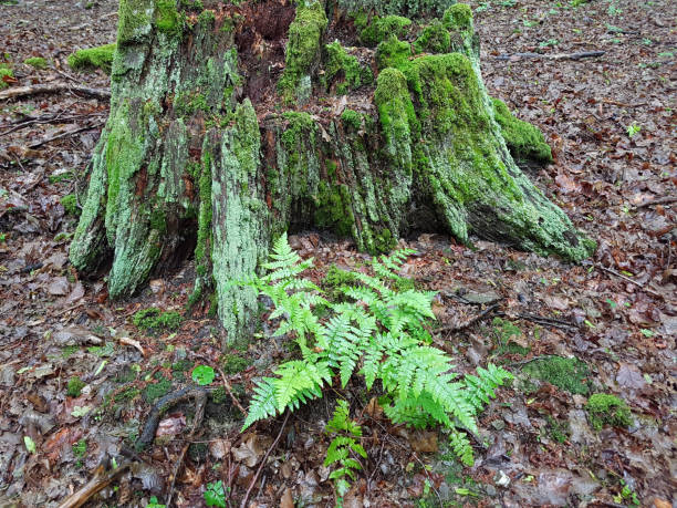 istock Dead wood, tree trunk, Alt; Old; trees 664937942