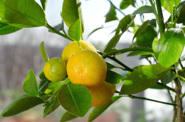 istock Houseplant Citrofortunella 664938250