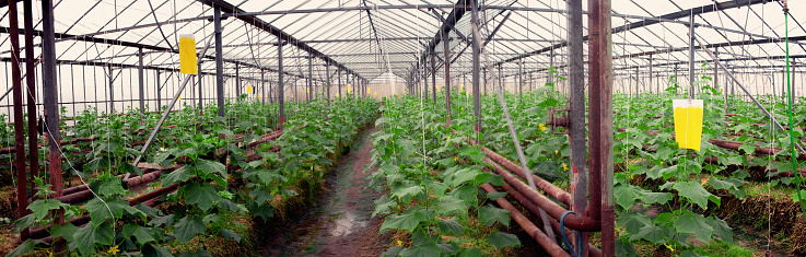 Stitched Panorama of a plant conservatory.