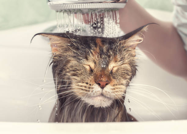 Wet cat in the bath Cat bath. Wet cat. Girl washes cat in the bath cat water stock pictures, royalty-free photos & images