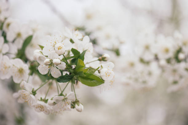 istock Spring in the garden. Blooming pink flowers on tree. 664938996