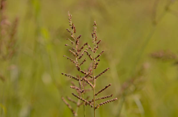 istock Close view of Beautiful brown weed tree in a morning 664947632