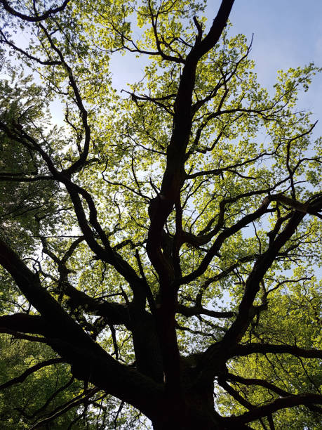 istock Jungle Sababurg; Reinhardswald 664947786