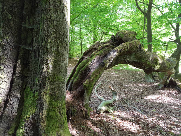 istock Jungle Sababurg; Reinhardswald 664950528