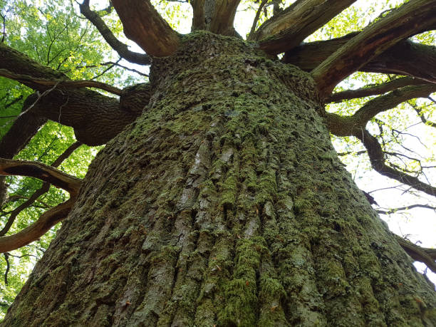 Jungle Sababurg; Reinhardswald, old trees