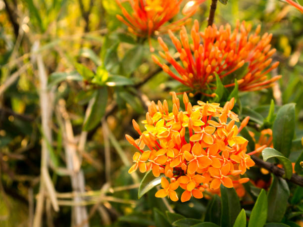 istock Orange-Yellow Ixora Flowers with leaves 664950956