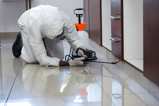 istock Pest control man spraying pesticide under the cabinet 664954942