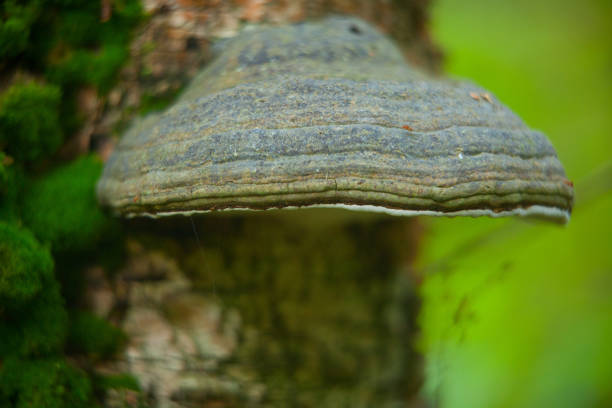 Non edible forest mushroom growing in the forest