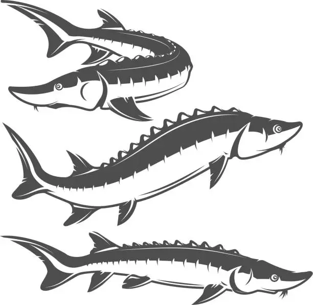 Vector illustration of Set of sturgeon icons isolated on white background.