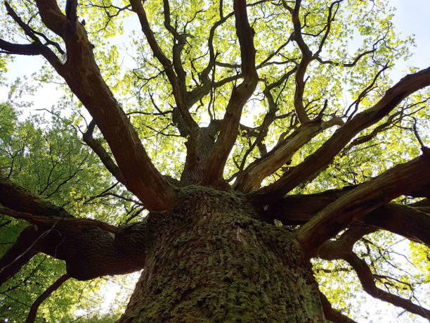 Jungle Sababurg; Reinhardswald, old trees