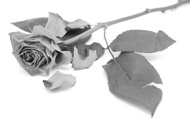 istock Dying rose bloom with dropped petals 664960348