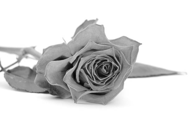 istock Rose bloom with faded petals 664962288