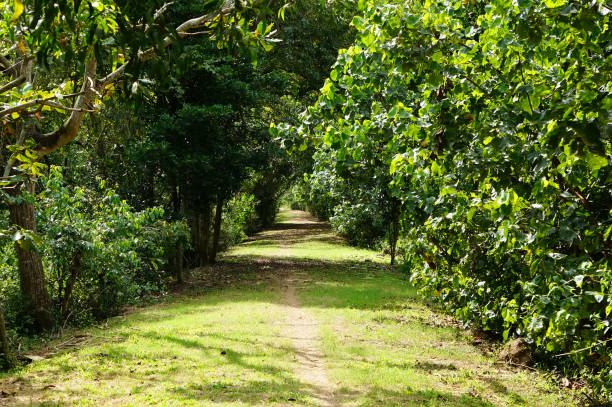 istock The path in the Park between the bushes 664963234