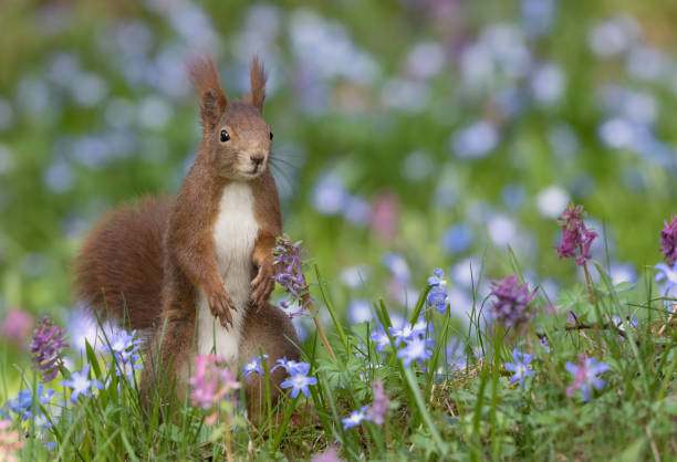 Cute red squirrel standing in a flowering meadow