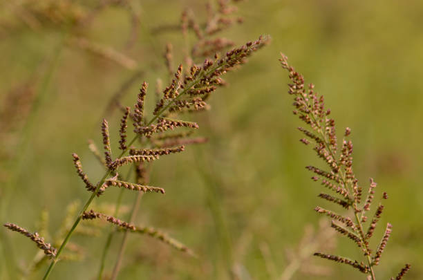 istock Close view of Beautiful brown weed tree in a morning 664968004