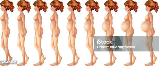 Pregnant Woman In Different Month Stock Illustration - Download Image Now - Adult, Anatomy, Art