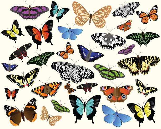 Butterflies Colorful vector butterflies from around the world. british birds stock illustrations