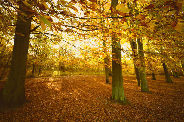 istock Autumnal trees in sunshine. 664971568