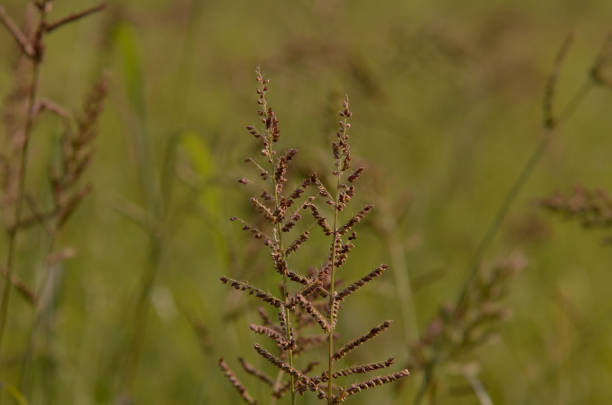 istock Close view of Beautiful brown weed tree in a morning 664971896