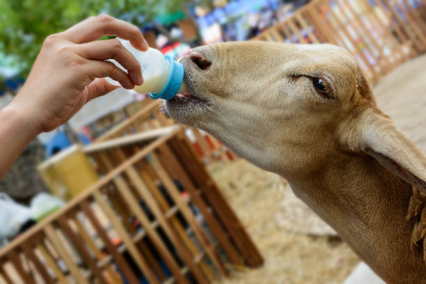 alimentar a cabra na fazenda - zoo agricultural fair child farm - fotografias e filmes do acervo