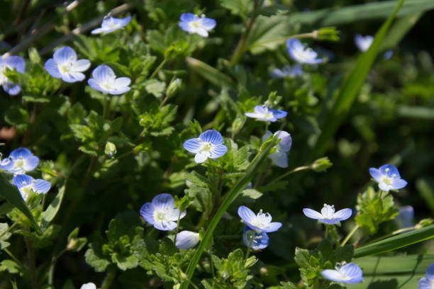 istock A field where Oinu-Nofguri blooms 664975444