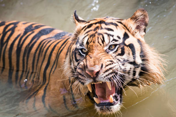istock Ferocious Sumatran Tiger Swimming 664979092