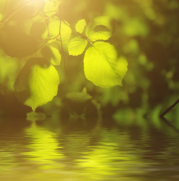 istock Sunny green leaves 664979870
