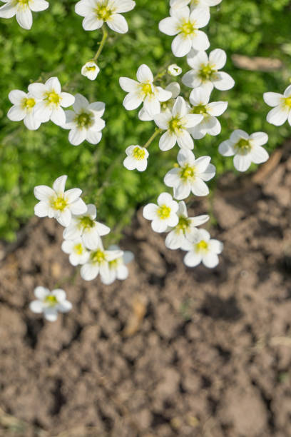 istock White flowers on a background of soil 664983948