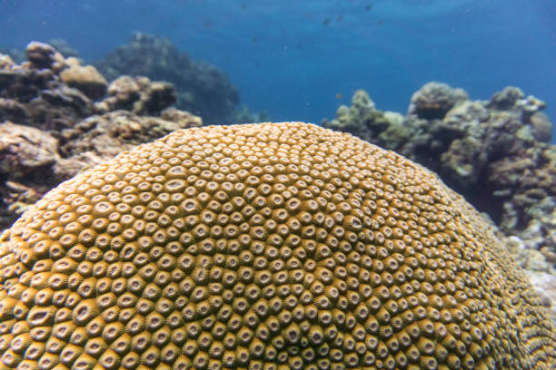 istock Moon Coral (Favia) Reef Pattern, Andaman Sea, Krabi, Thailand. 664984418