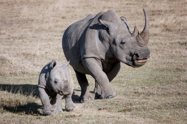 weibliche rhino und ihr baby laufen in der afrikanischen savanne fotograf - nashorn stock-fotos und bilder