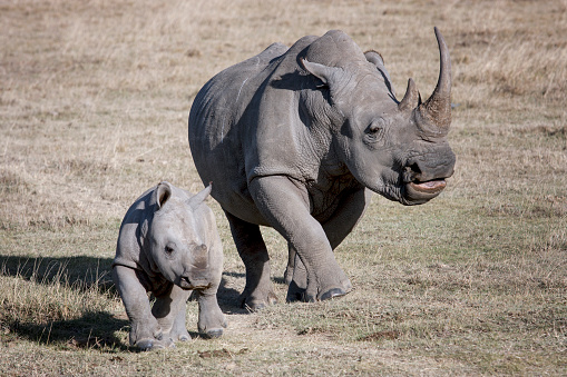 female rhino and her baby running on the African savannah a photographer, Kenya