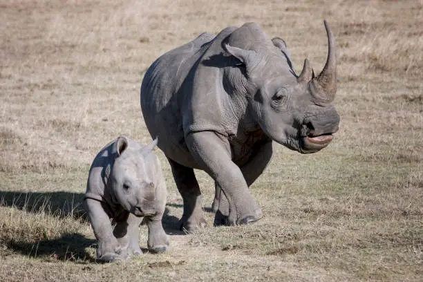 female rhino and her baby running on the African savannah a photographer, Kenya
