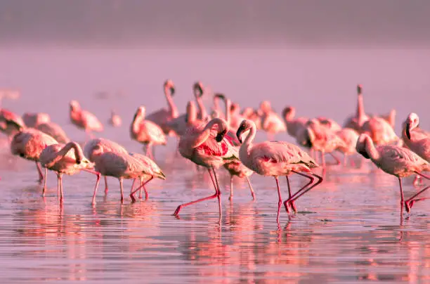 group of flamingos standing in the water in the pink sunset light on Lake Nayvasha, Kenya