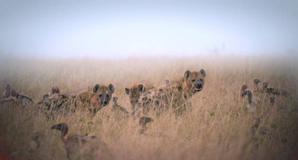 grupo de hienas e abutres comendo os restos do animal na grama - 3670 - fotografias e filmes do acervo