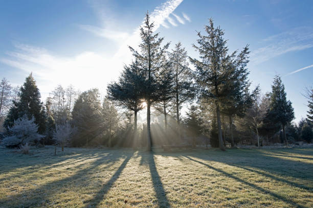 istock sunbeams trough the forest 664986960
