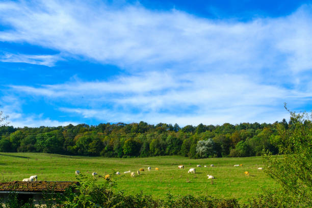 istock Countryside in Cote dOr, Burgundy 664987666