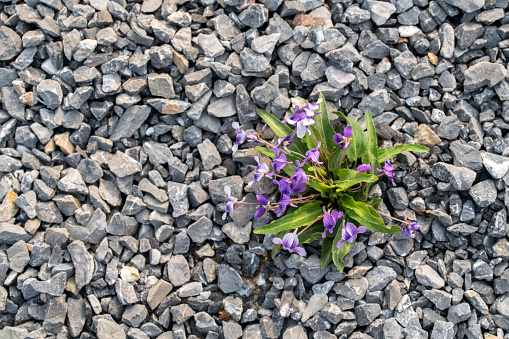 green sprout from gravel ground