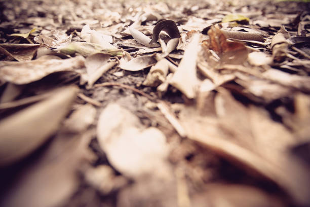 Closeup Shot Of Leaves