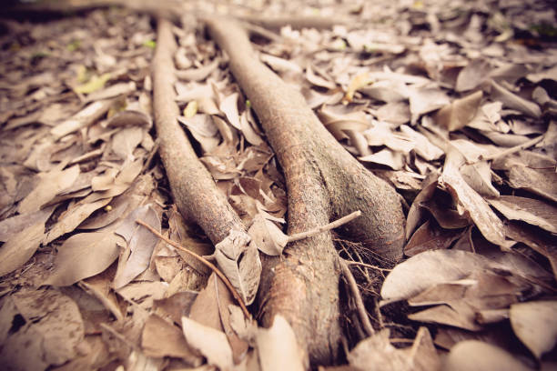 Closeup Shot Of Leaves
